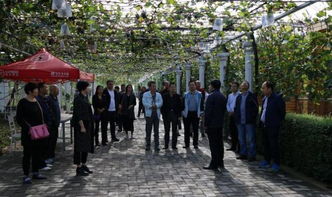 品灞橋葡萄 話最美城區(qū) 灞橋區(qū)舉辦統(tǒng)一戰(zhàn)線2017國(guó)慶 中秋聯(lián)誼會(huì)