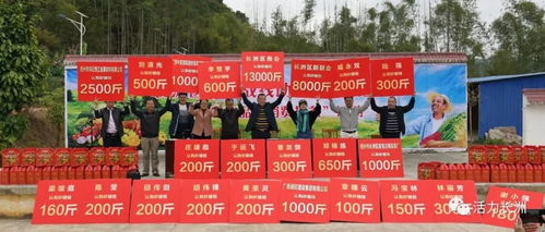 桔 起脫貧希望 長洲區開展統一戰線助力脫貧攻堅農產品 消費扶貧 活動